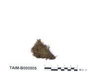 藏品(彎形真苔)的圖片